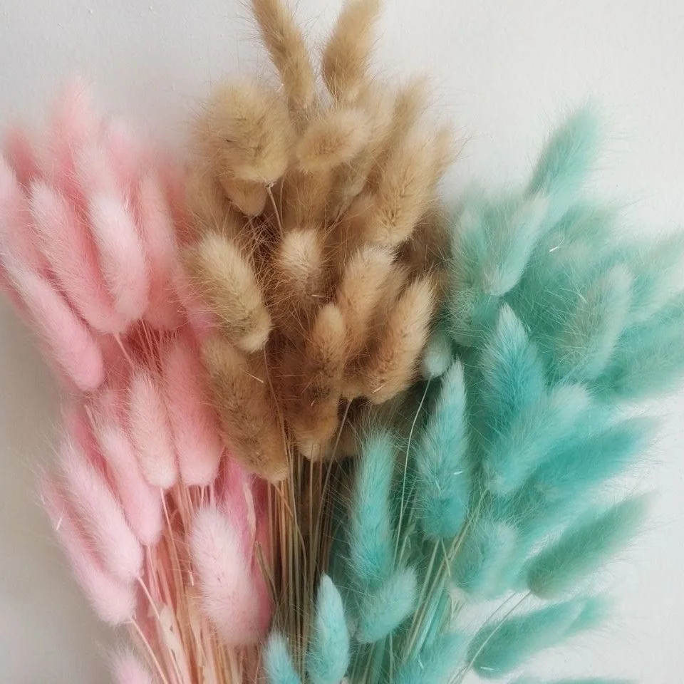 Yunnan Factory wholesale black red colorful Lagurus ovatus bunny tail dried flower grass for home decorations