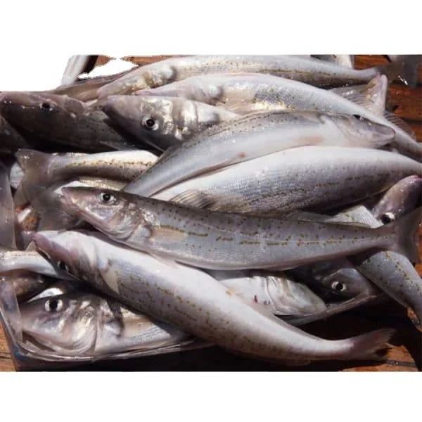 
 Замороженная рыба «Хейк» для продажи  