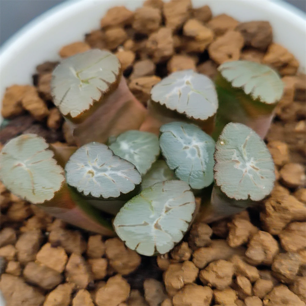 H180 Haworthia maughanii «Мурасаки иназума» редкие суккуленты живые живое растение садоводство Цветочный бонсай комнатное