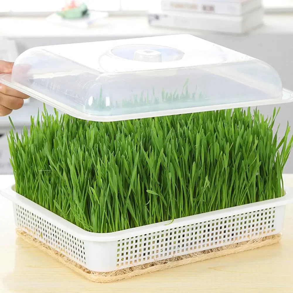 Cheap Price Durable Reusable Plastic Seedling Trays/Grow Tray/Sprout Tray Microgreen Tray