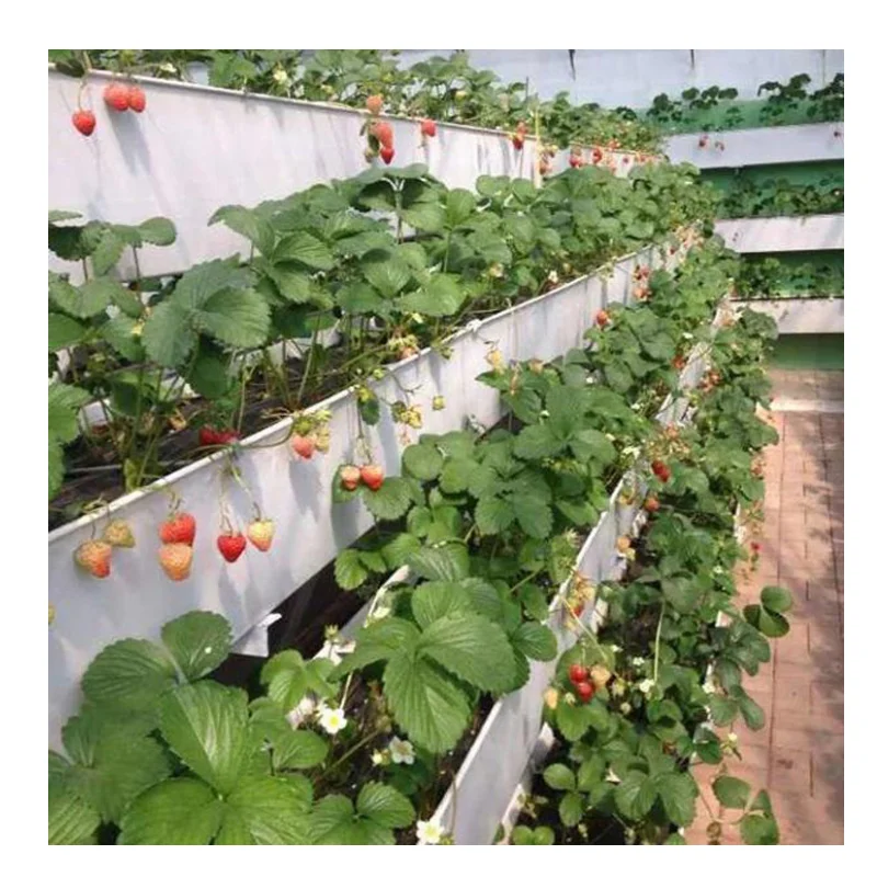 Gutter growing systems vertical strawberry gully for agriculture greenhouse pvc hydroponic gutter for strawberry