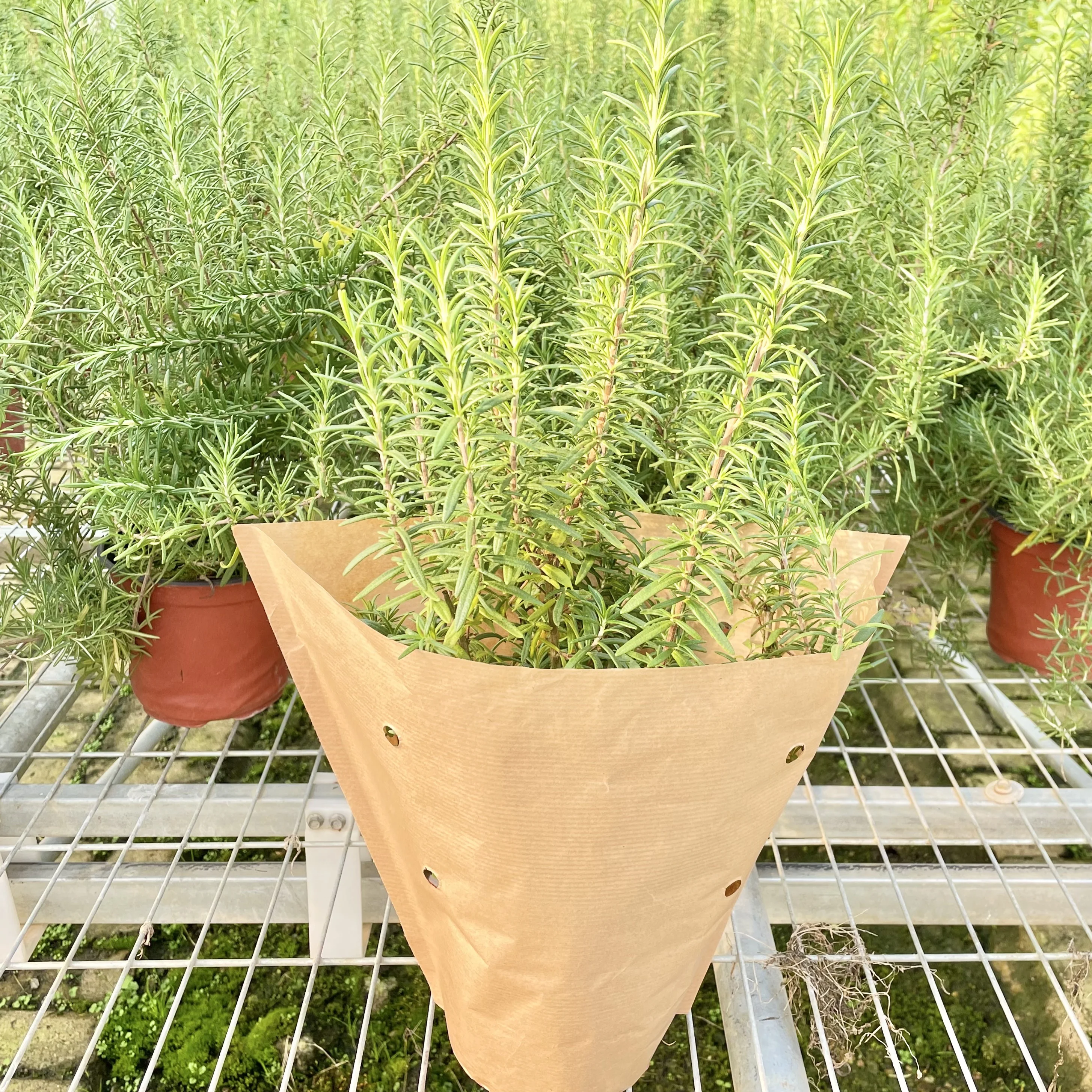 Waterproof Flower Sleeves of Fresh Herb Packaging for Hydroponic Living Basil and Root Ball  Lettuce Vegetable Packing Bag