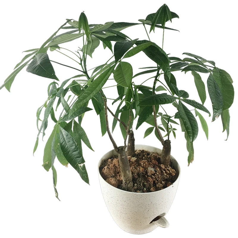 Drainage Holes Breathable Orchid Grower Flowerpot Planters Self Watering Planter Pots for Indoor Plants