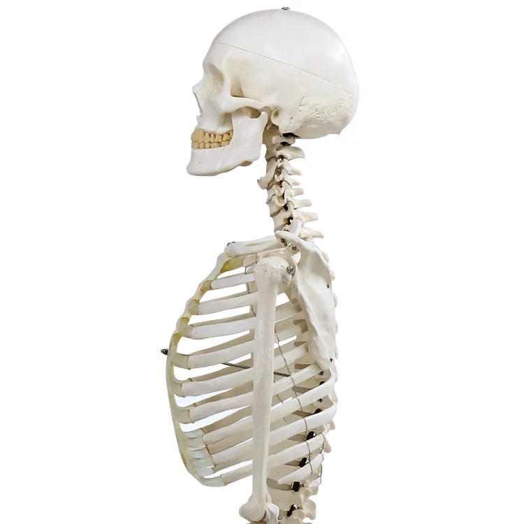 
170 cm teaching model medical skeleton model anatomical human anatomy of a human skeleton 