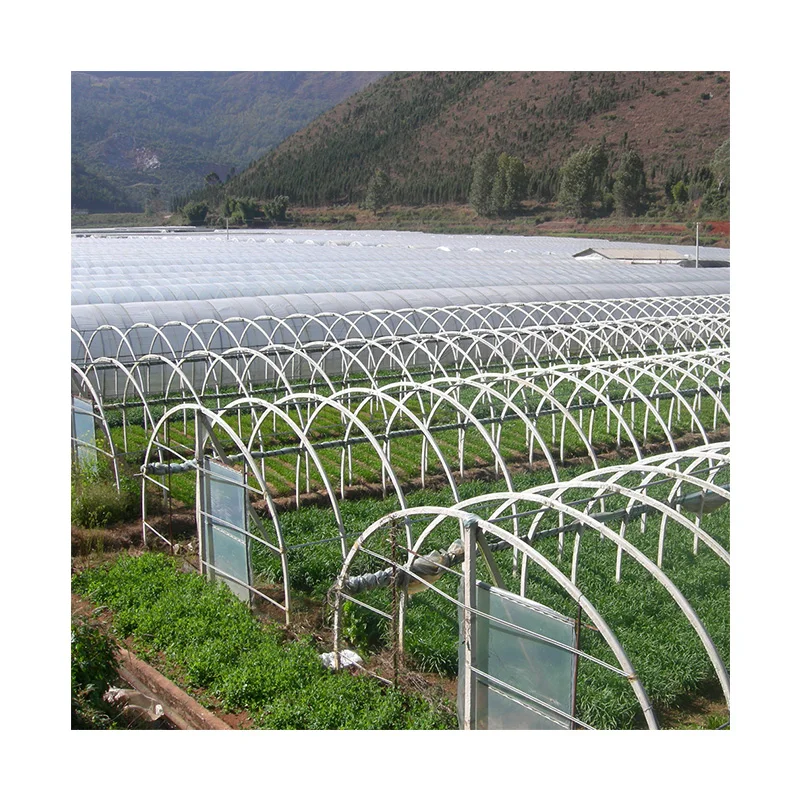 China manufactory good price vegetable seeds greenhouse with high quality
