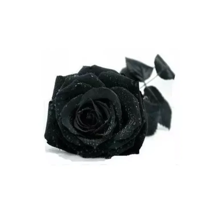 
RAINBOW ROSE FLOWER SEED 100Pcs 