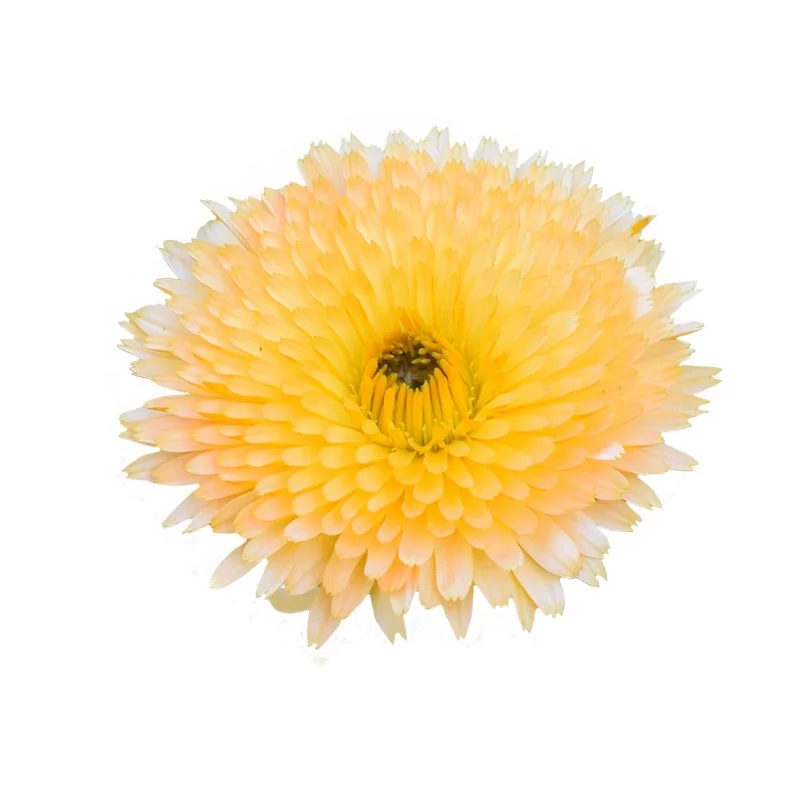 
Factory Wholesale Peach Color Calendula Officinalis Seeds For Planting 