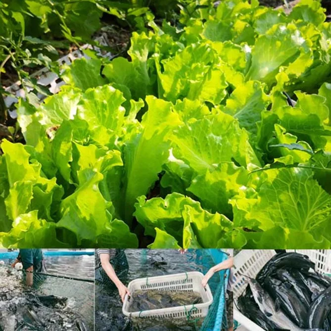 Agricultural Vegetable Cultivation Fish small aquaponics system