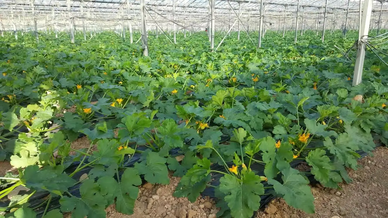 Ying Dark Green  F1 Hybrid Squash Seeds Vegetable Cucurbita pepo Seeds for planting