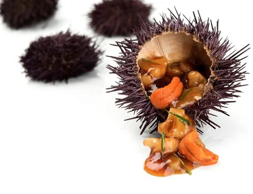 
VIETNAM SEA URCHIN UNI COMPETITIVE PRICE FOR RESTAURANT 
