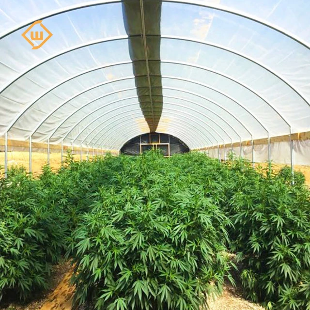 Agricultural Single Span Plastic Tunnel Greenhouse