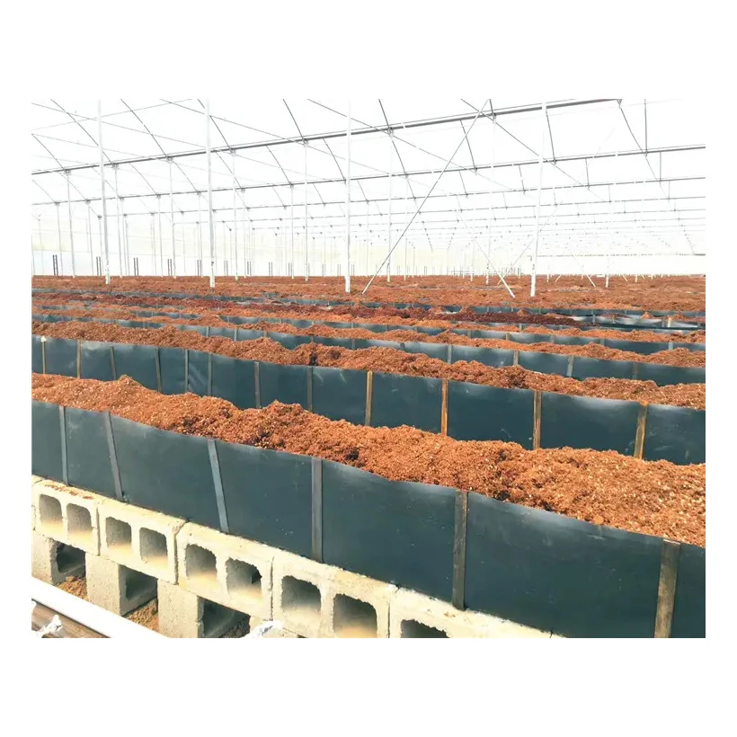 Hydroponic Nutrients Planting Tomatoes With PP Rolls