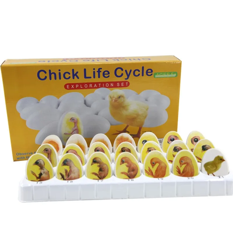 Изучение птиц обучающее оборудование История жизни цыпленка модель куриного лезвия игрушка яичная скорлупа