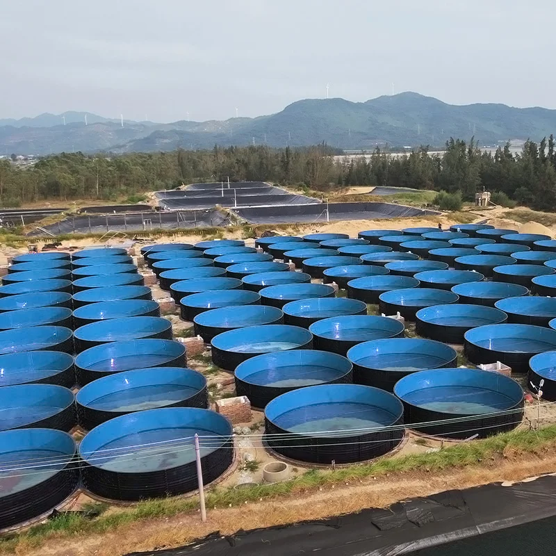 Smart & Easy RAS High Density Breeding  Fish Equipment Automatic Recirculating Aquaculture System  for Farming Fish