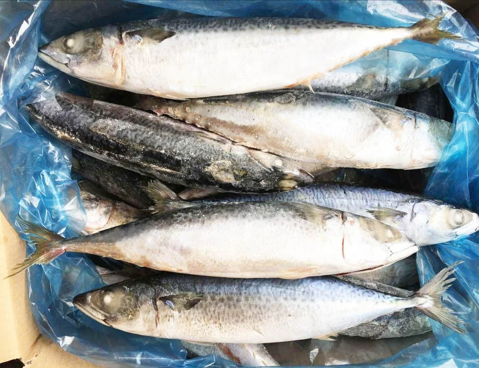 Замороженная Тихоокеанская скумбрия BQF латинская фамилия Scomber Japonicus