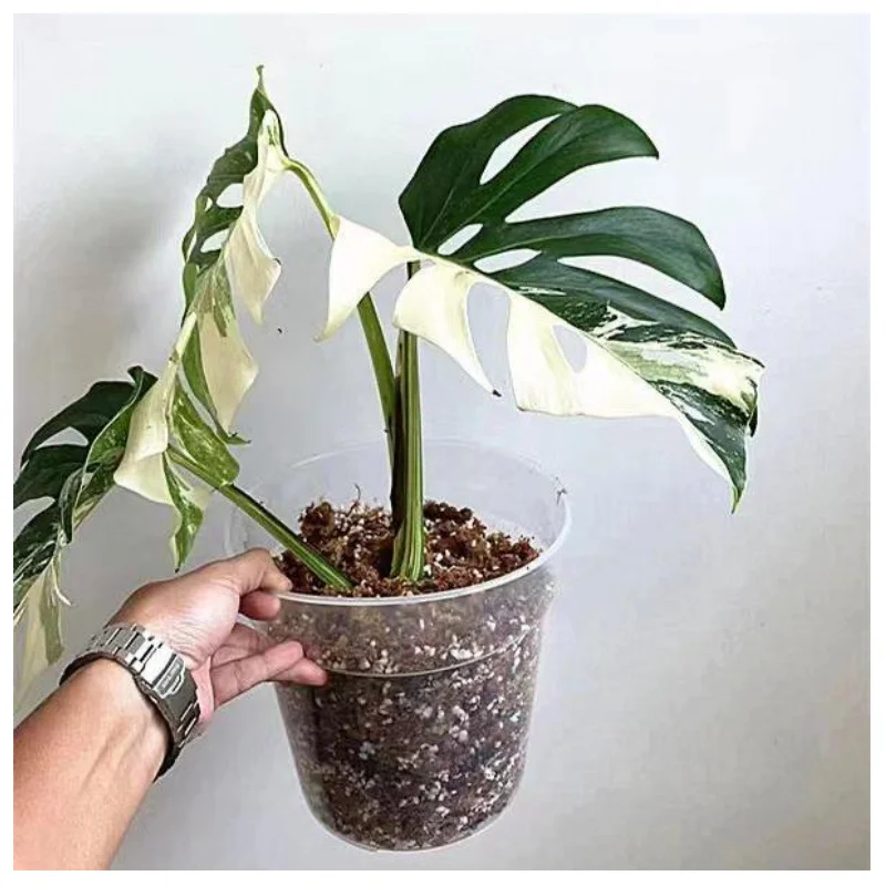 Factory Direct Garden 2.5 3 4 5 6 7 8 9 10 11 Inch Large Plastic High Transparent Round Orchids Plant Planter Pot