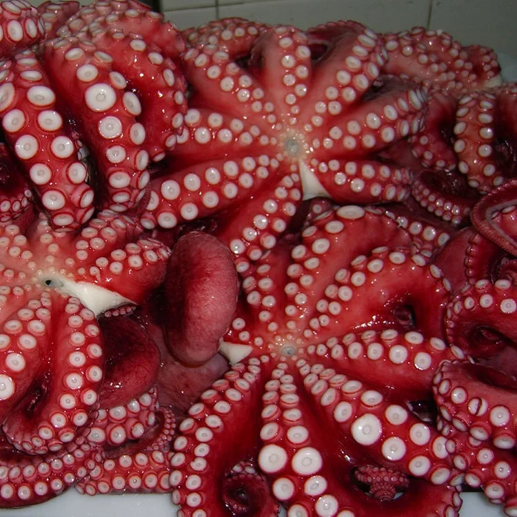Gaishi Quality Fresh Frozen Octopus Whole Baby Octopus Frozen For Sale