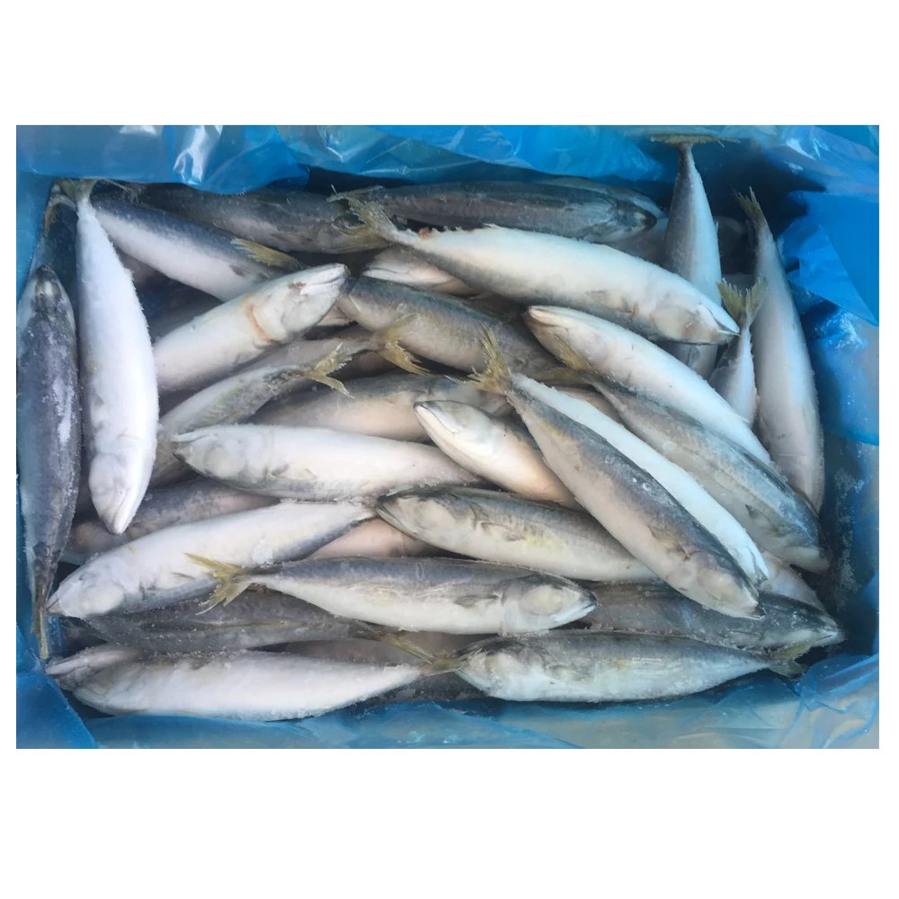 Frozen Pacific Mackerel Seafood 100150g Saba  Frozen Mackerel Fish for Sale in Bulk  Frozen Jack Mackerel Whole Round