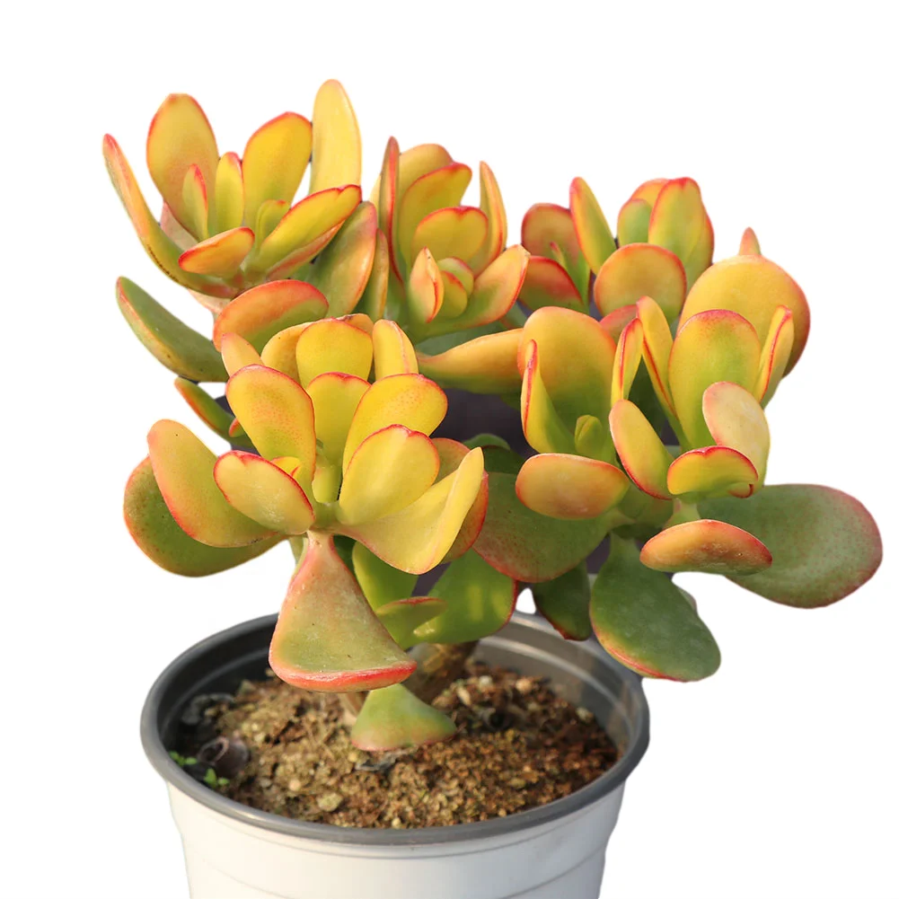 
Most sale in market pretty nataral plant succulent plant of indoor plant 