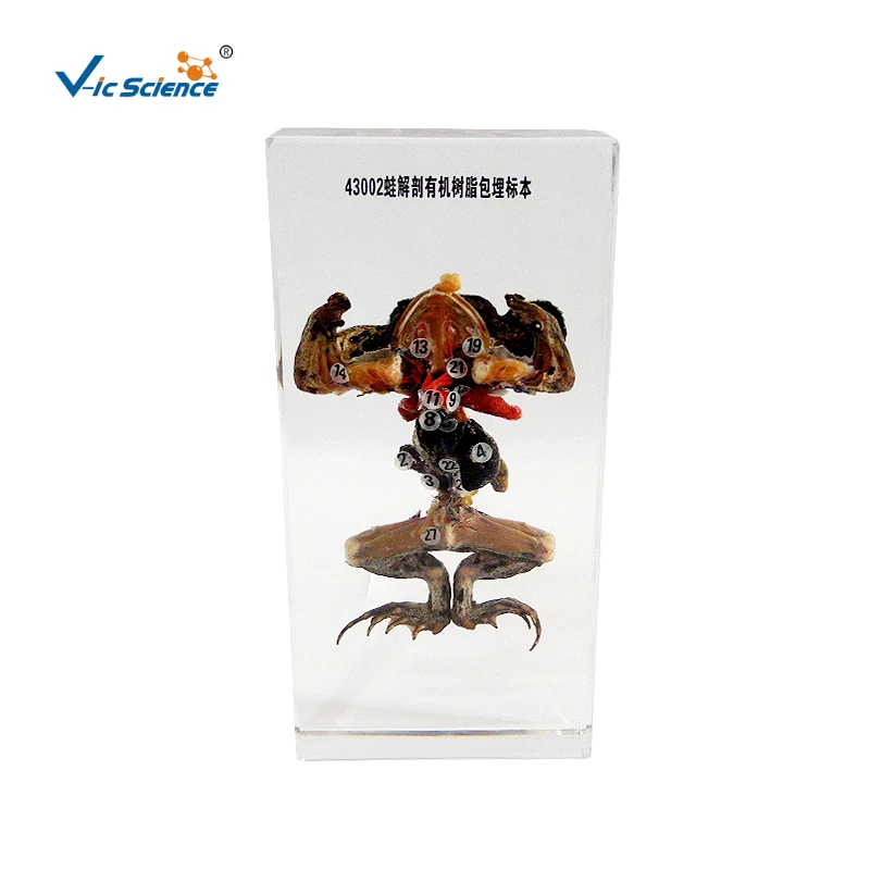 Образец разработки лягушки пресс-папье сбор Таксидермии в блоке из прозрачного люциста образец