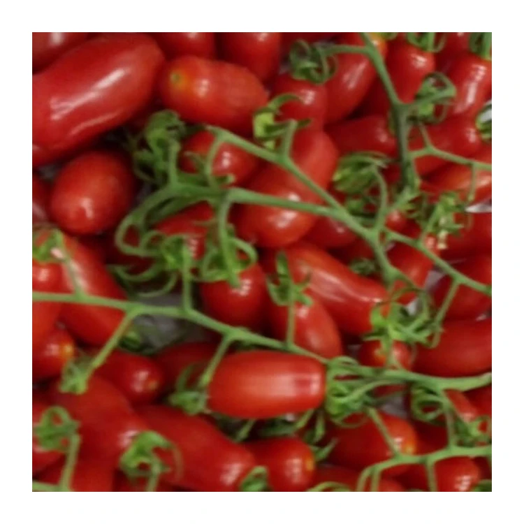 
High Quality Mini San Marzano Tomatoes Red Italian Fresh Tomatoes 