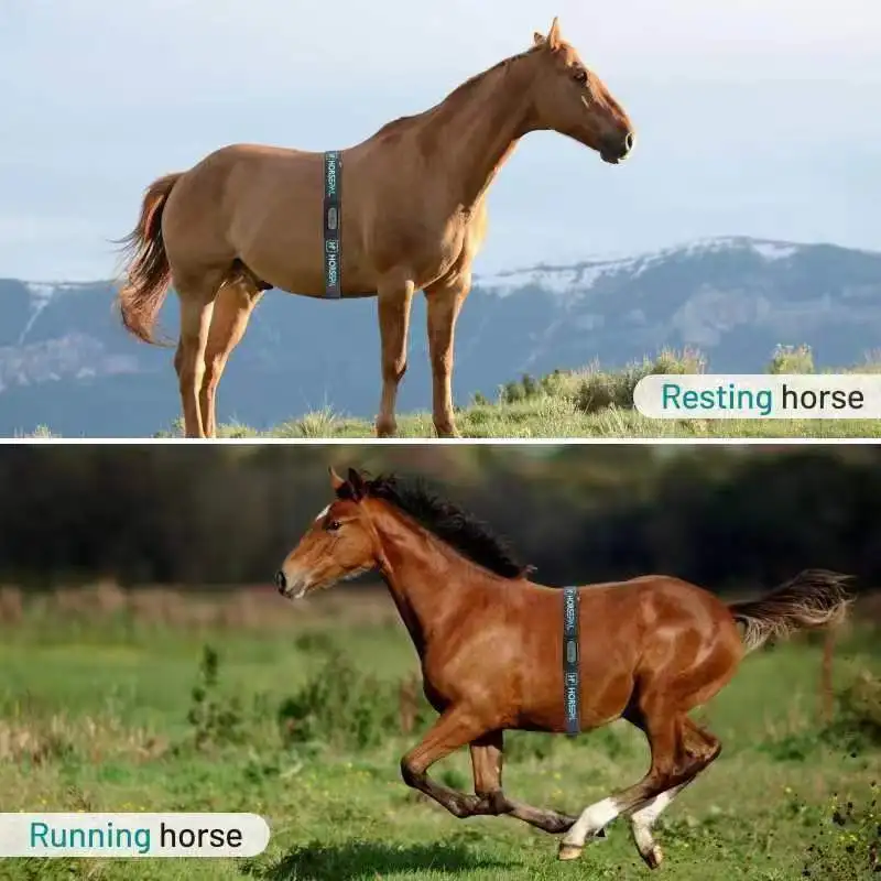 Snap-in adjustable length custom logo horse racing detachable heart rate monitor sensor accessories heart rate chest strap