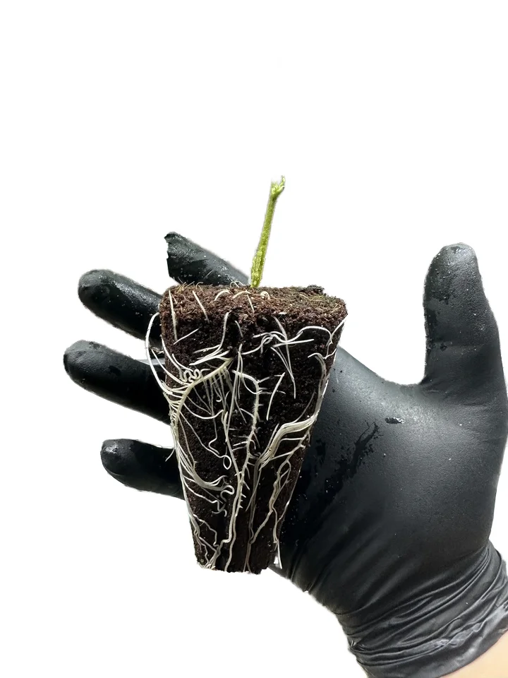 32 Cells Large Coco Coir Peat Soil 500Pcs Starter Plug Culture Vegetable Flower Plant Growing Factory Cutting Pots Planters