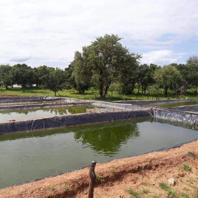 Pond Liner Geotextile Tarpaulin Fish Tanks Hdpe Membranes Geomembranas Hdpe 2 mm Geomembrane
