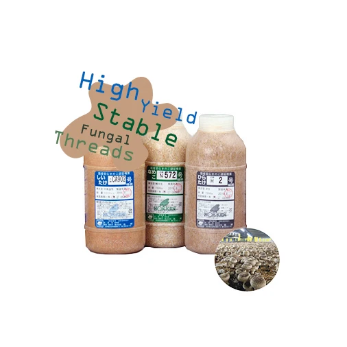 Special techniques mycelium  satrise  mushroom cultivation growing