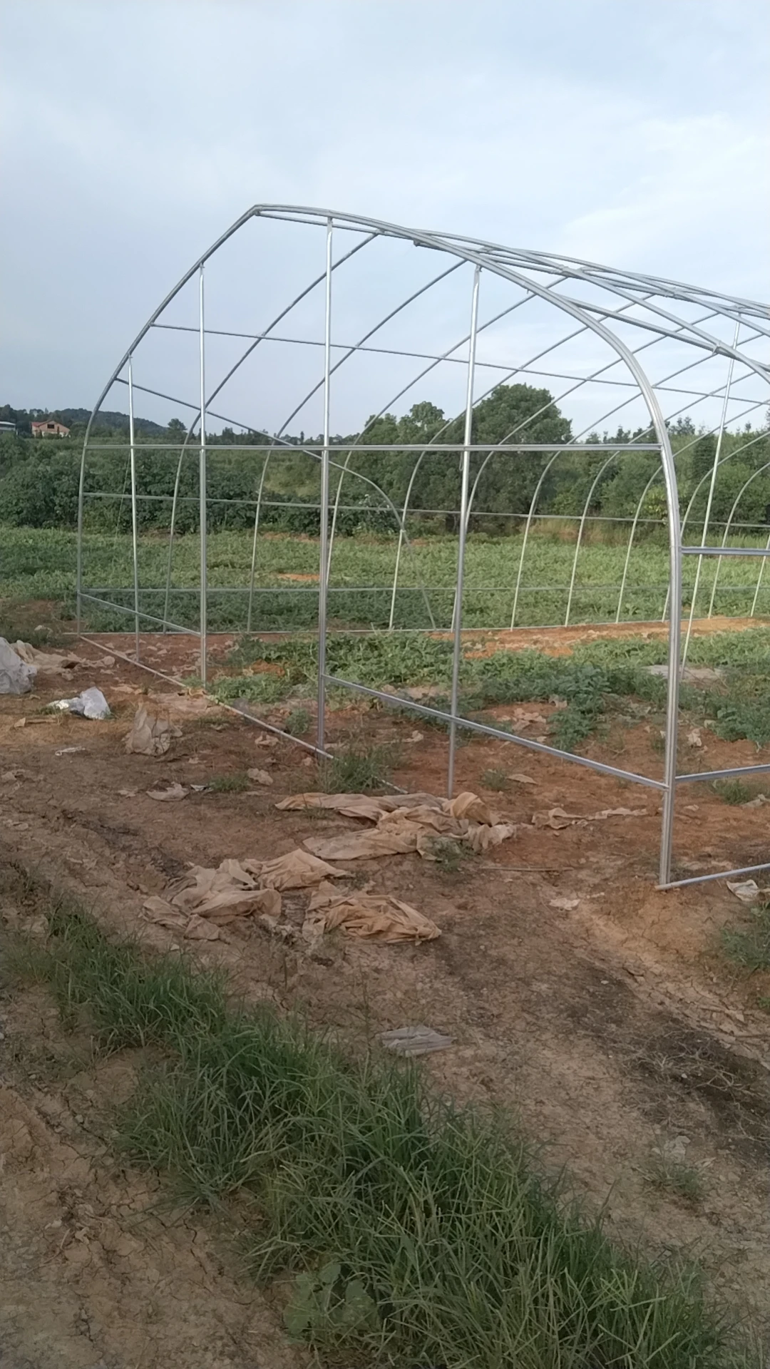 Large Single Tunnel Agricultural Plastic Greenhouse Hydroponic Strawberry Plant Factory Price Steel Plastic Film Covering