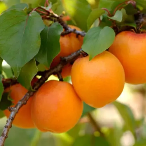 
Good quality delicious 100% natural stone fruit class A yellow New Zealand fresh apricots 