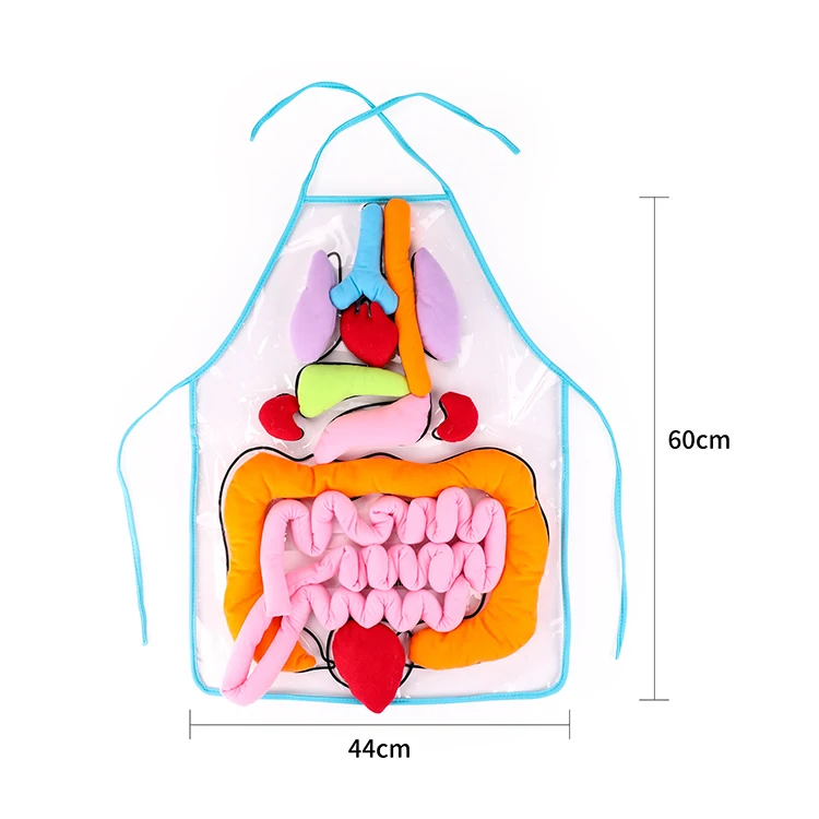 Hot Sale Cheap Human Body Organ Toy with Apron Viscera Montessori Teaching Early Educational Toy for Kid