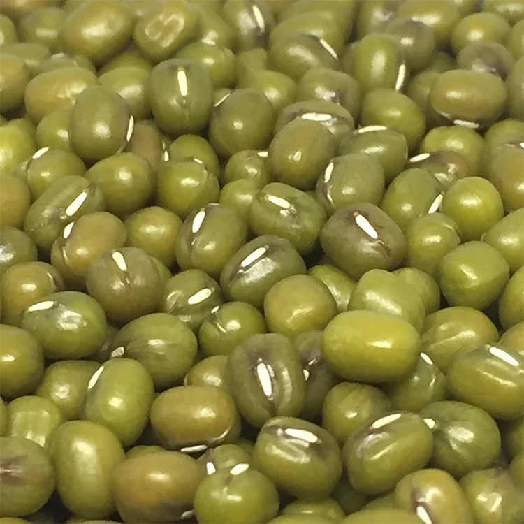 Good price various class sizes wholesale green mung beans crop price seed gram export excellent supplier