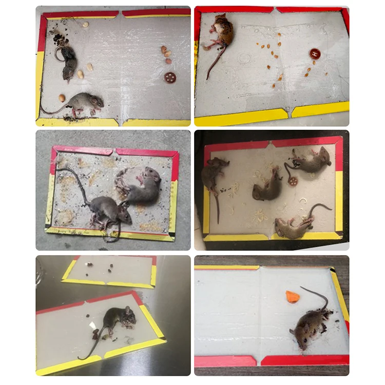 Professional Wholesale Manufacturer Trade Rat Killer For Home Mouse Mice Trap For Restaurants