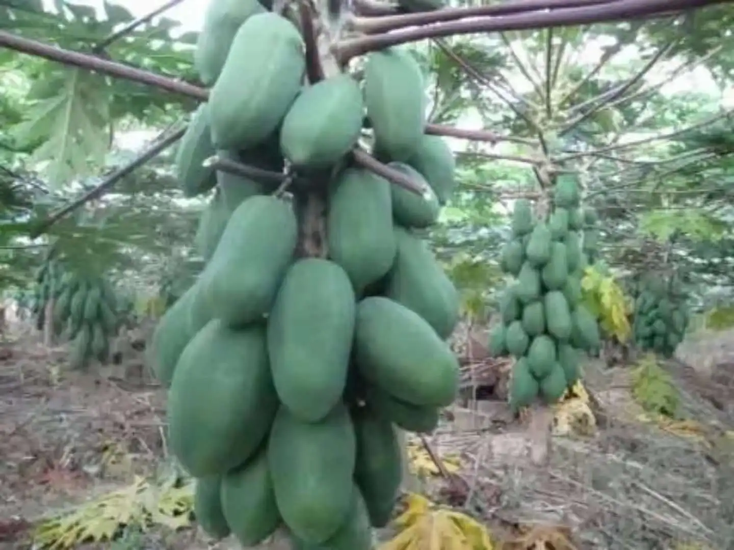 
 Семена папайи Suntoday 2017 Hybrid F1 taiwan knowyou red lady для продажи, 100 семян/пакет  