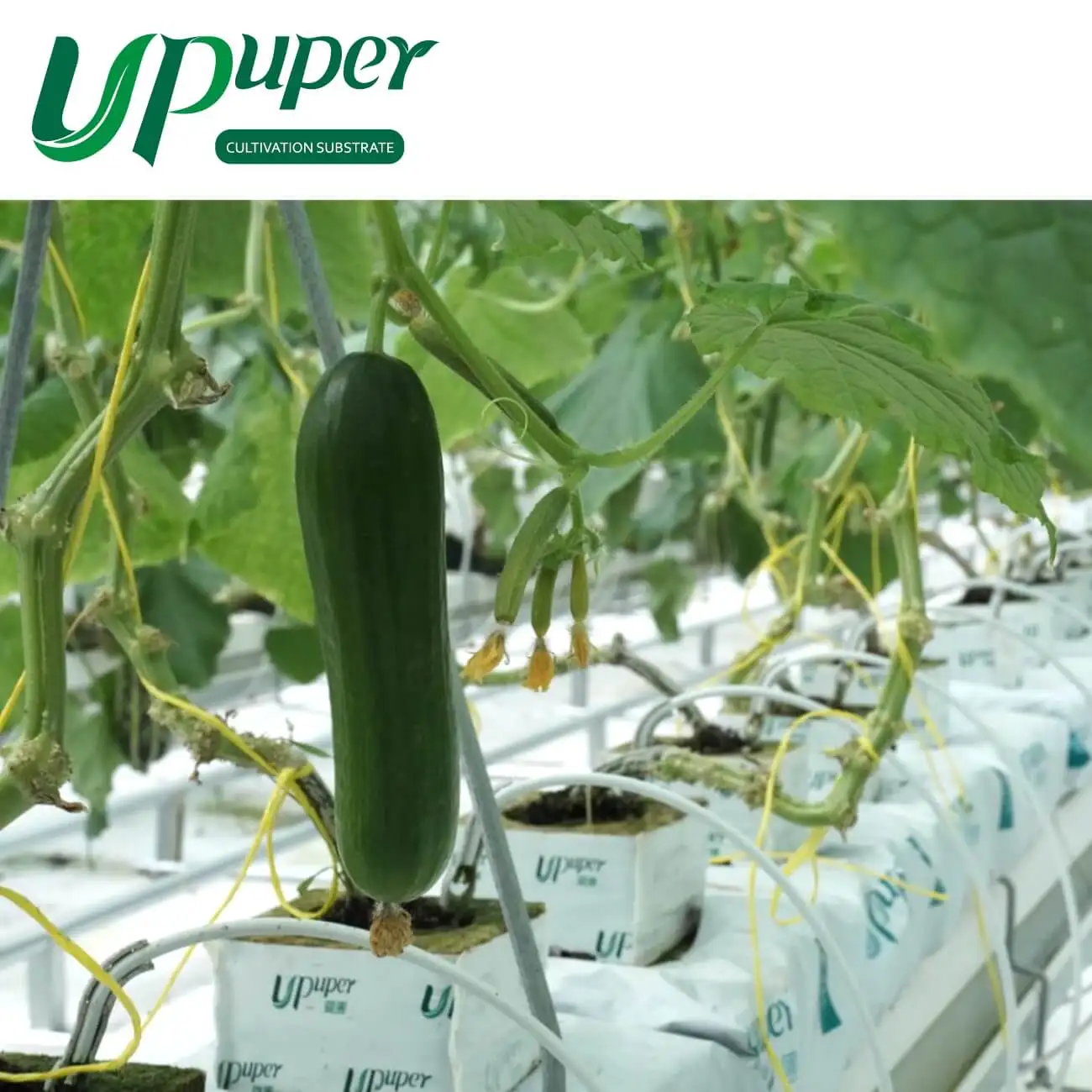 UPuper дешевые Гидропонные фермерские системы для выращивания гидропонных изделий из минеральной