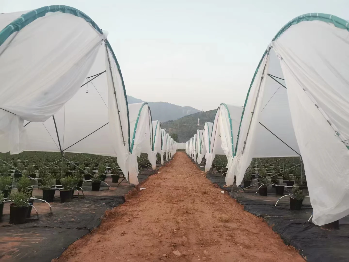 Plastic Cover Tunnel Film Green House for Outdoor Planting Grow Tent with Hydroponics System Rain Shelter Greenhouse