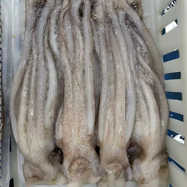 Frozen Dosidicus illex boston Squid Tentacle