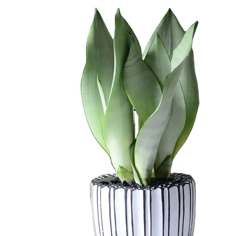 Real snake plant sansevieria plants Wholesale office fresh environment decoration artificial succulent sansevieria plants