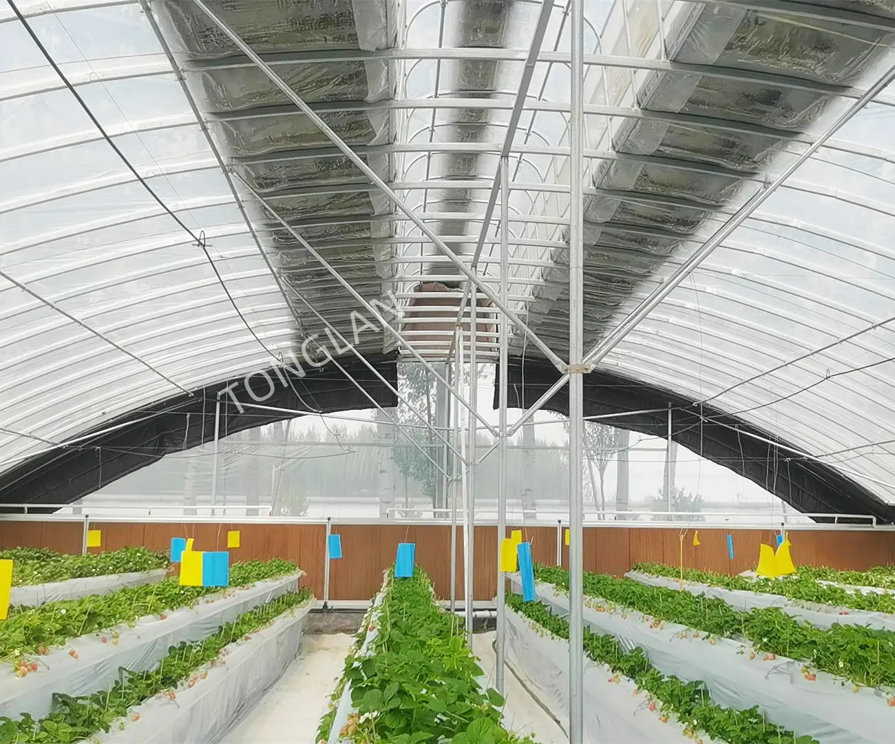 Chinese Manufacturer Irrigation and Hydroponic Equipment Agricultural Oval Tube New Multi-span Greenhouse Used Sale