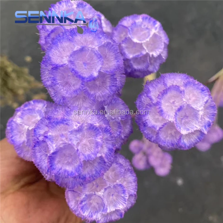 Sennka оптовая продажа сушеных цветов букет ветряная мельница фрукты Натуральные сушеные цветы для дизайна