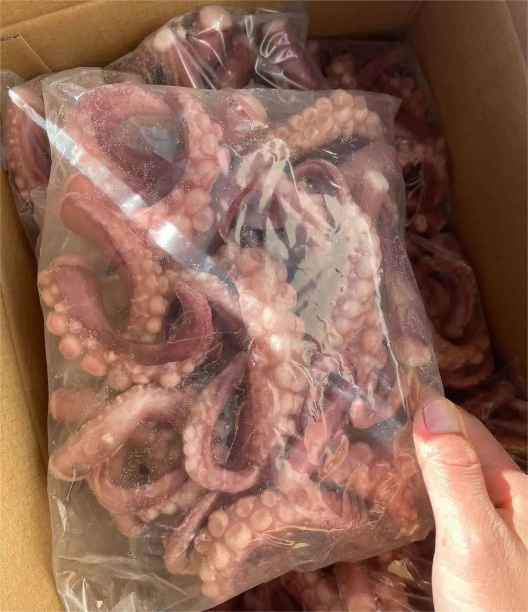 Good Quality Export Thailand IQF Frozen Squid Tentacles Pure Squid from China Supplier