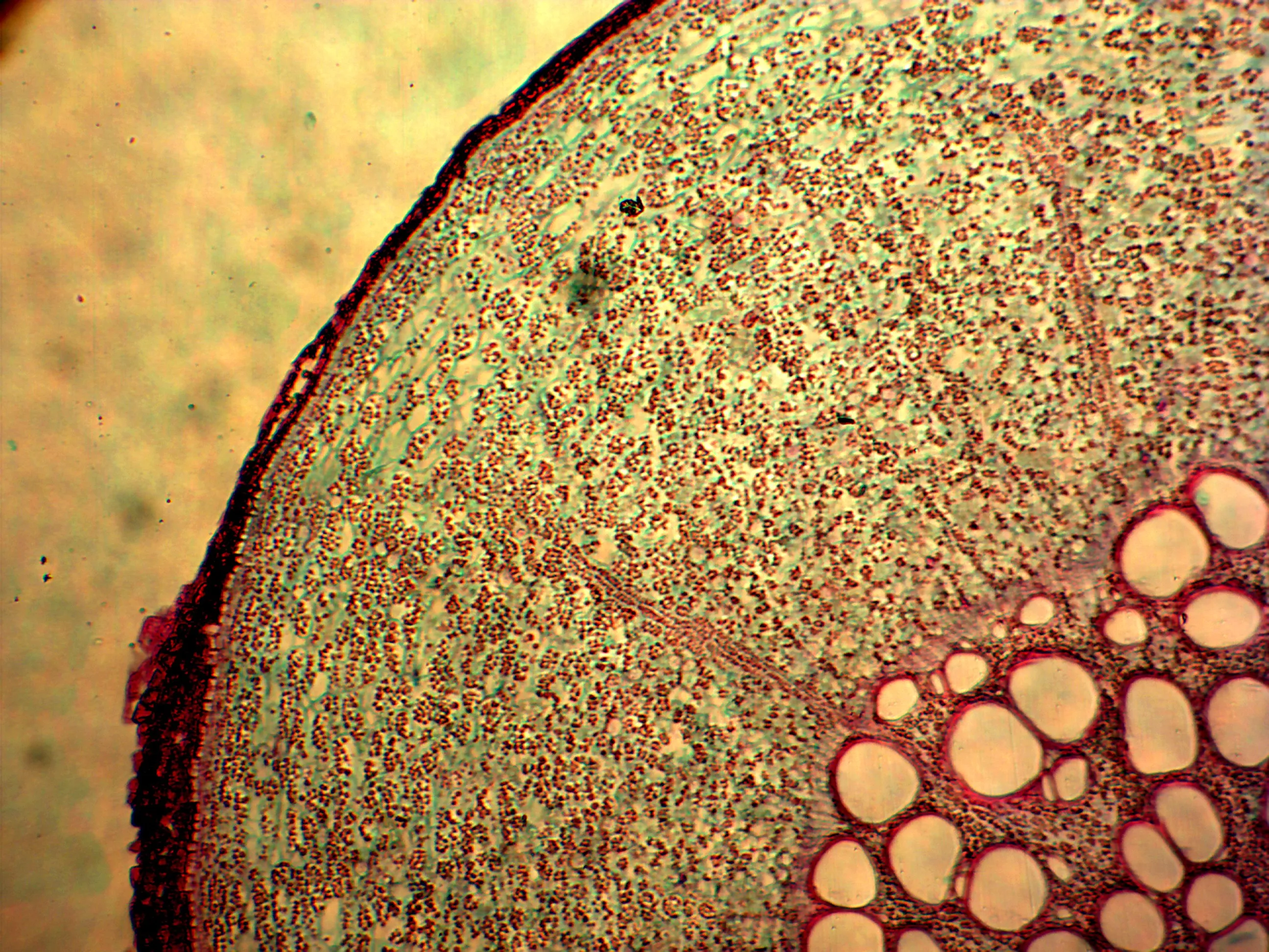 Lab 100 Pcs Microscope Slides Prepared for Kids Students Biology Specimen Lab Sample with Insects Plants Learning Home School