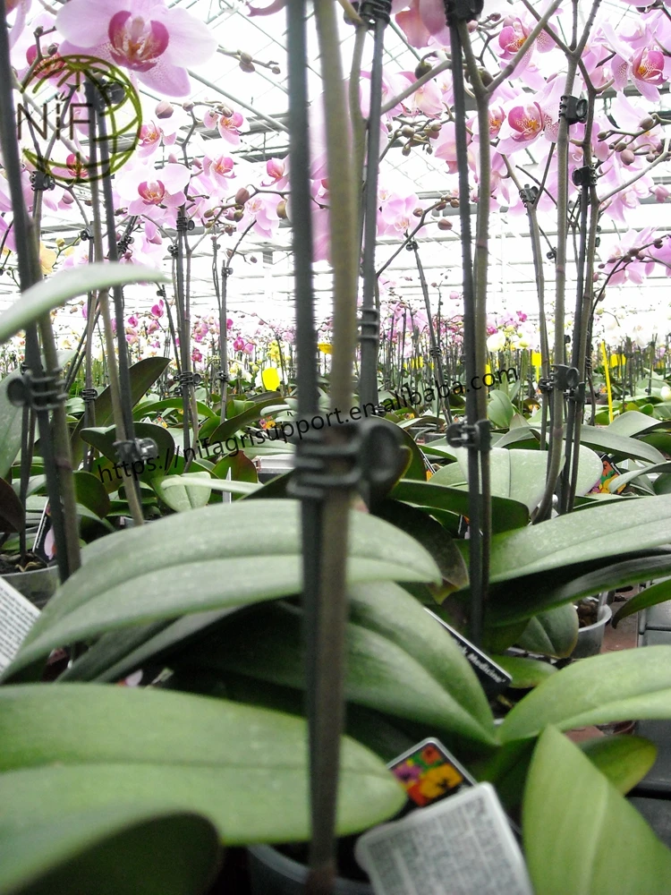 Anti-mould coloured plant support bamboo flower stick