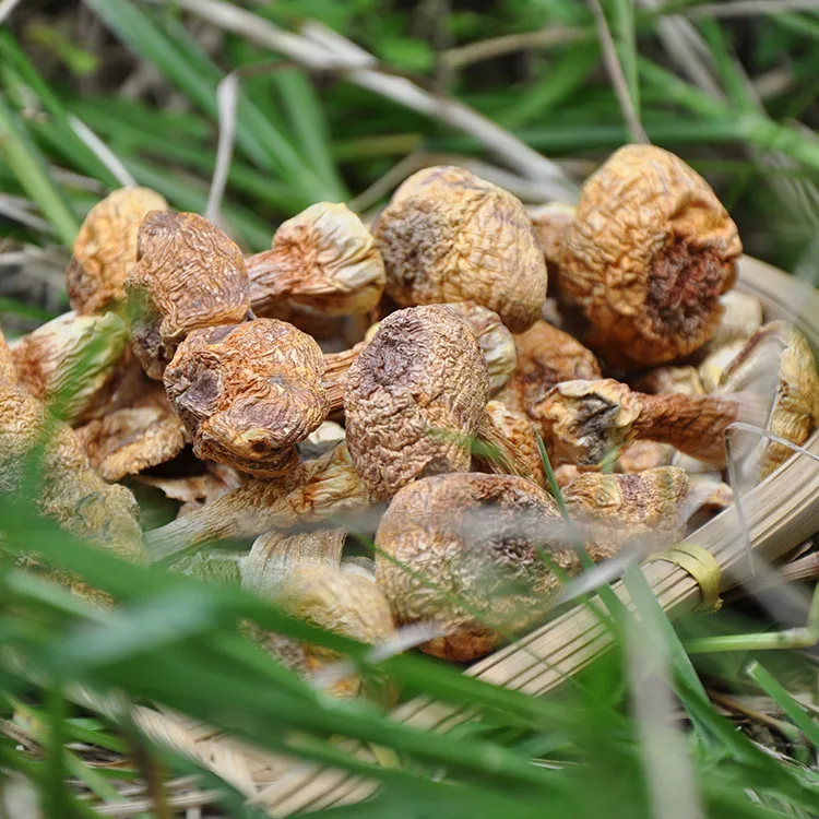 Натуральные товары Китай органические продукты питания сушеные грибы Agaricus Blazei