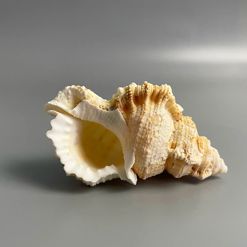 Wholesale Natural Conch Shell Flat Tooth Conch Shell With Specimen Collection Fish Tank Decoration
