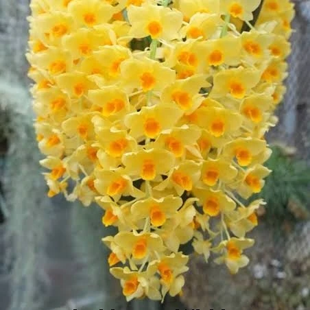 
Dendrobium griffithianum 