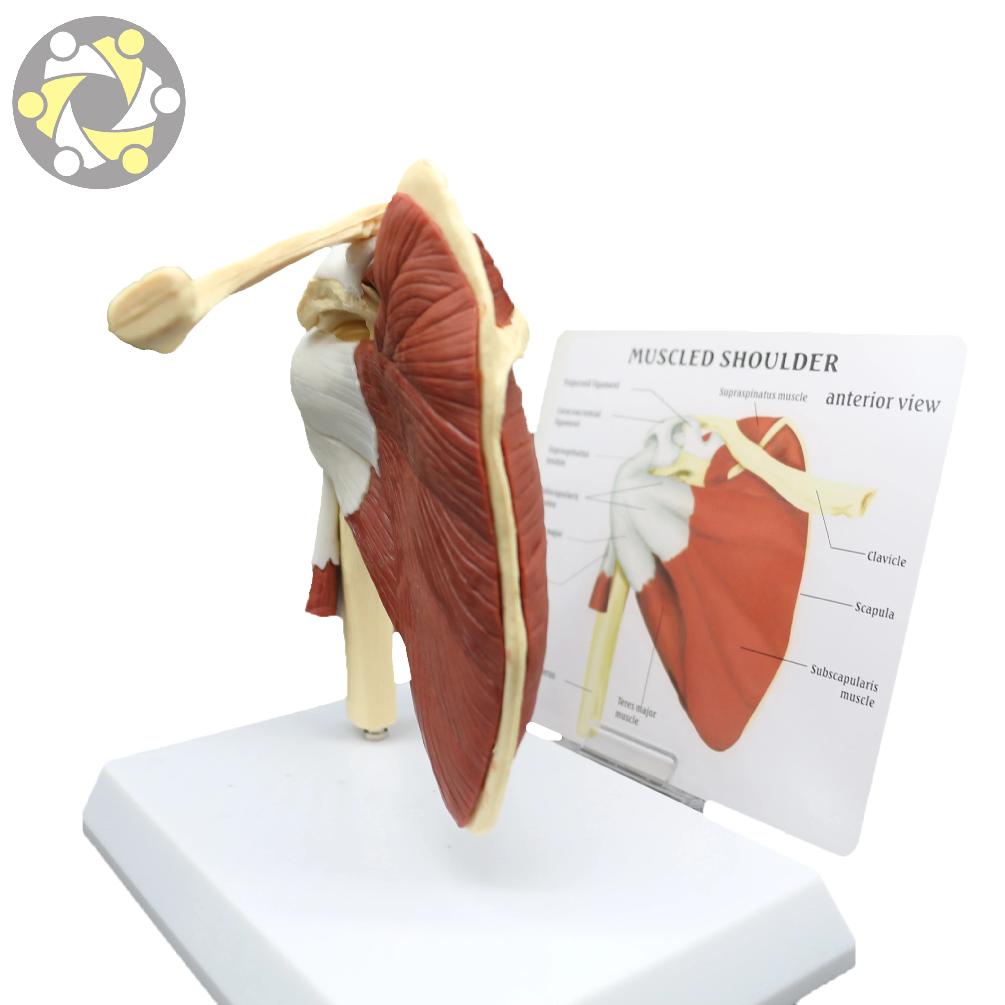 Medical Science Human Shoulder Joint Skeleton Model with Muscle