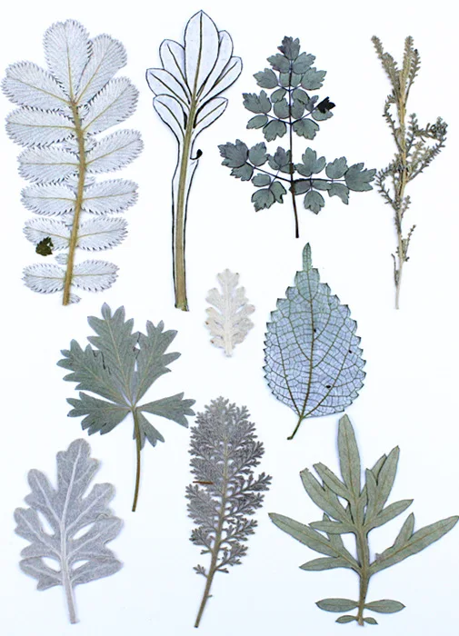 Wholesale Nordic Style White Color Forest Themed Natural Dry Pressed Flowers for Resin Decoration