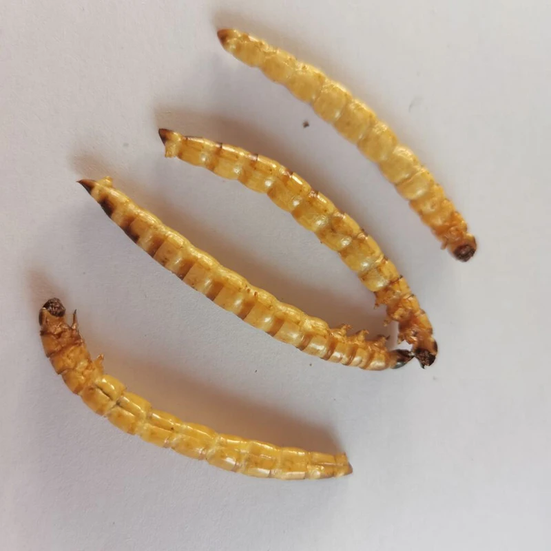 Feed Your Pets the Best. Great for Lizards, Turtles, Snakes & Other Reptiles. Nutritious & Sustainable. Dried Barley Worms